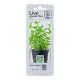 Bacopa monnieri 'Compact' 044A PCS | Potted Plants | Largest Tropical Fish Selection at Your Local Fish Store