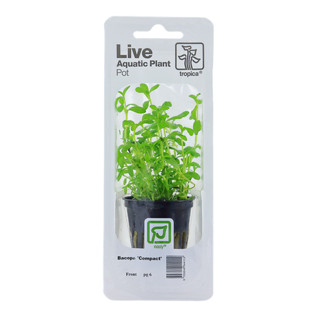 Bacopa monnieri 'Compact' 044A PCS | Potted Plants | Largest Tropical Fish Selection at Your Local Fish Store