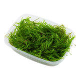 Vesicularia ferriei 'Weeping Moss' 003B POR