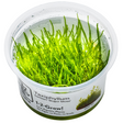 Taxiphyllum barbieri 'Bogor Moss' (Java Moss) 003 TC | Tissue Cultures | Largest Tropical Fish Selection at Your Local Fish Store