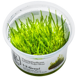 Taxiphyllum barbieri 'Bogor Moss' (Java Moss) 003 TC | Tissue Cultures | Largest Tropical Fish Selection at Your Local Fish Store