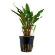 Cryptocoryne beckettii 'Petchii' 108A | Potted Plants | Largest Tropical Fish Selection at Your Local Fish Store
