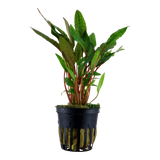Cryptocoryne beckettii 'Petchii' 108A | Potted Plants | Largest Tropical Fish Selection at Your Local Fish Store