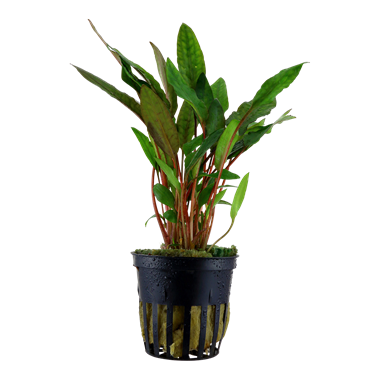 Cryptocoryne beckettii 'Petchii' 108A | Potted Plants | Largest Tropical Fish Selection at Your Local Fish Store