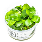Anubias barteri nana 101 TC | Tissue Cultures | Largest Tropical Fish Selection at Your Local Fish Store
