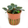 Bucephalandra sordidula 'Blue' 