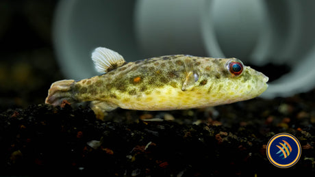 Abei Puffer (Pao abei) 7cm