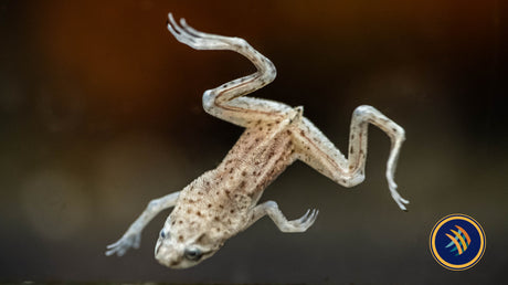 Platinum African Dwarf Frog (Hymenochirus Boettgeri) | Other Livestock | Largest Tropical Fish Selection at Your Local Fish Store