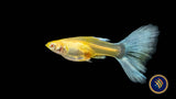 Fancy Guppy Pair Albino Red Tail Livebearers Fancy Guppy Pair Albino Red Tail