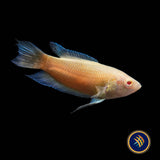 Albino Blue Fin Flame Paradise Fish (Macropodus opercularis)