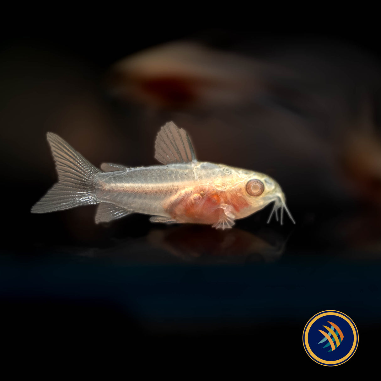 Albino Pygmy Corydoras (Corydoras pygmaeus 'Albino') | Catfish Loaches & Plecos | Largest Tropical Fish Selection at Your Local Fish Store