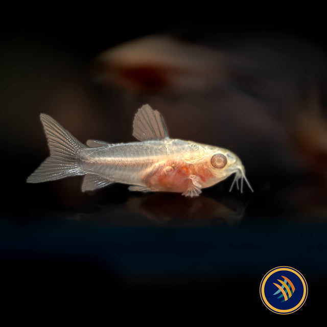 Albino Pygmy Corydoras (Corydoras pygmaeus 'Albino') | Catfish Loaches & Plecos | Largest Tropical Fish Selection at Your Local Fish Store