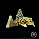 Ancistrus Wabenmuster Pleco (PlecoCeramics)