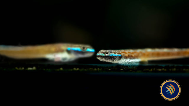 Annie’s Dwarf Goby (Stiphodon annieae) Other Livestock Annie’s Dwarf Goby (Stiphodon annieae)