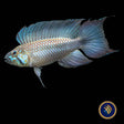 Apistogramma Elizabethae