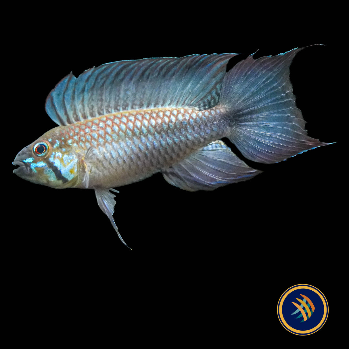Apistogramma Elizabethae