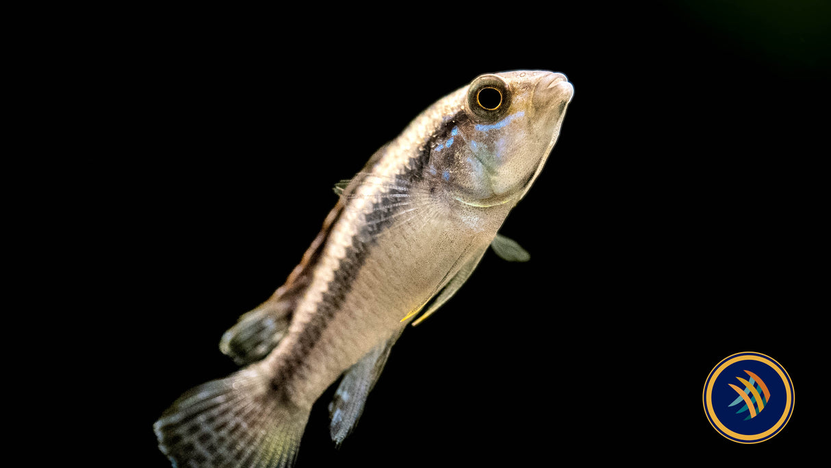 Apistogramma Lineata 5-7cm