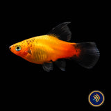 Apple Tricolour Hi-Fin Platy 