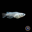 Assorted Medaka Ricefish (Oryzias latipes) | Other Livestock | Largest Tropical Fish Selection at Your Local Fish Store