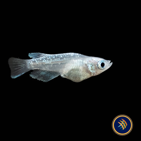Assorted Medaka Ricefish (Oryzias latipes) | Other Livestock | Largest Tropical Fish Selection at Your Local Fish Store