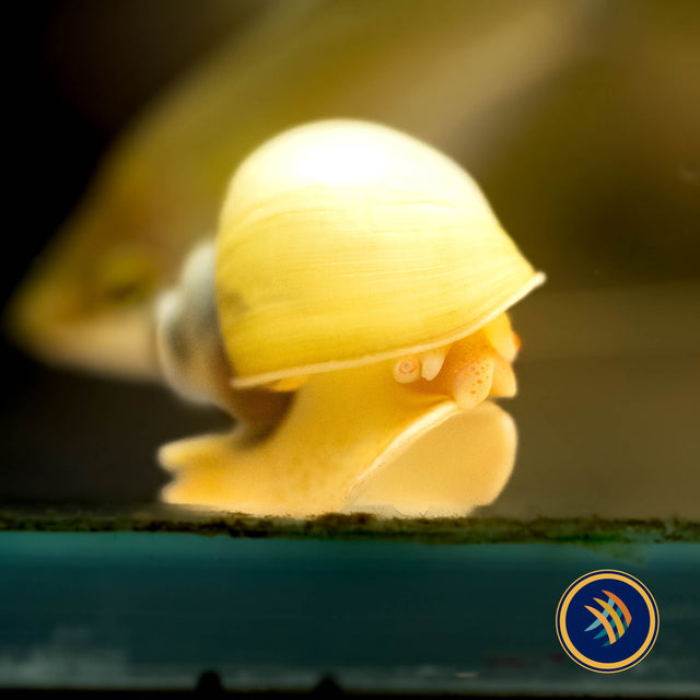 Mystery Snails | Snails Shrimp Crayfish Crabs | Largest Tropical Fish Selection at Your Local Fish Store