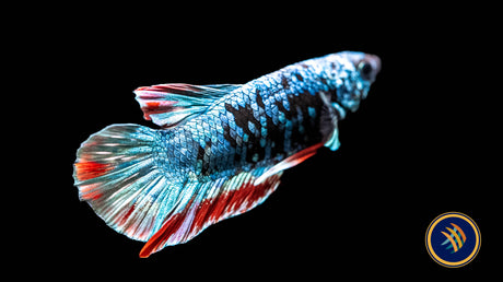 Betta Avatar Nebula Male HMPK | Bettas | Largest Tropical Fish Selection at Your Local Fish Store