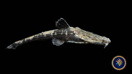 Banjo Catfish (Bunocephalus coracoideus) 4-6cm