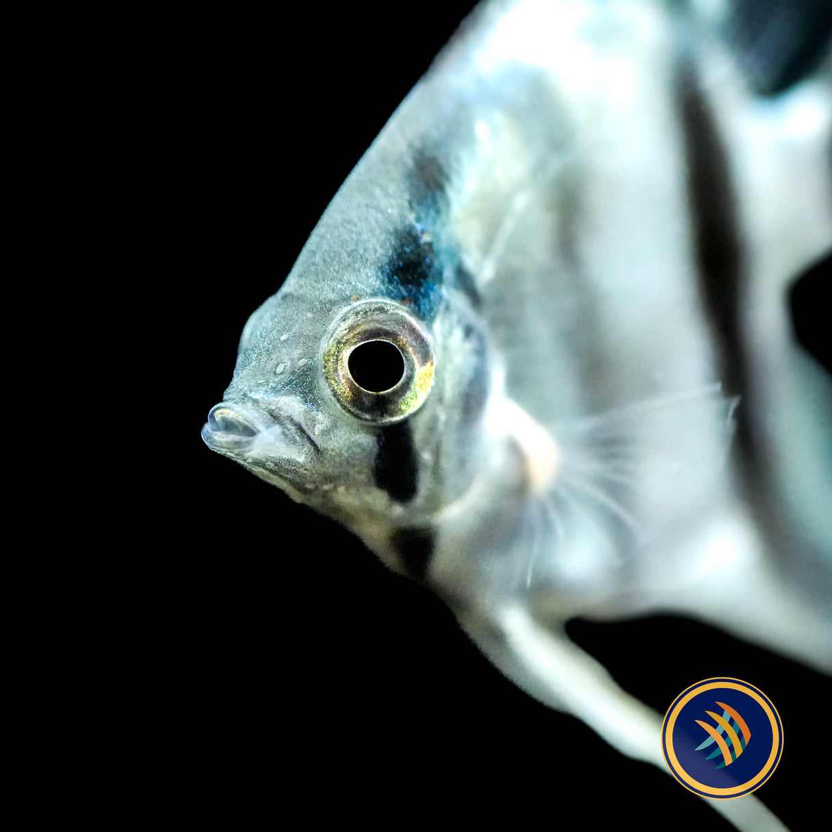 Belem Sky Blue Angelfish (Pterophyllum scalare) 3.5cm