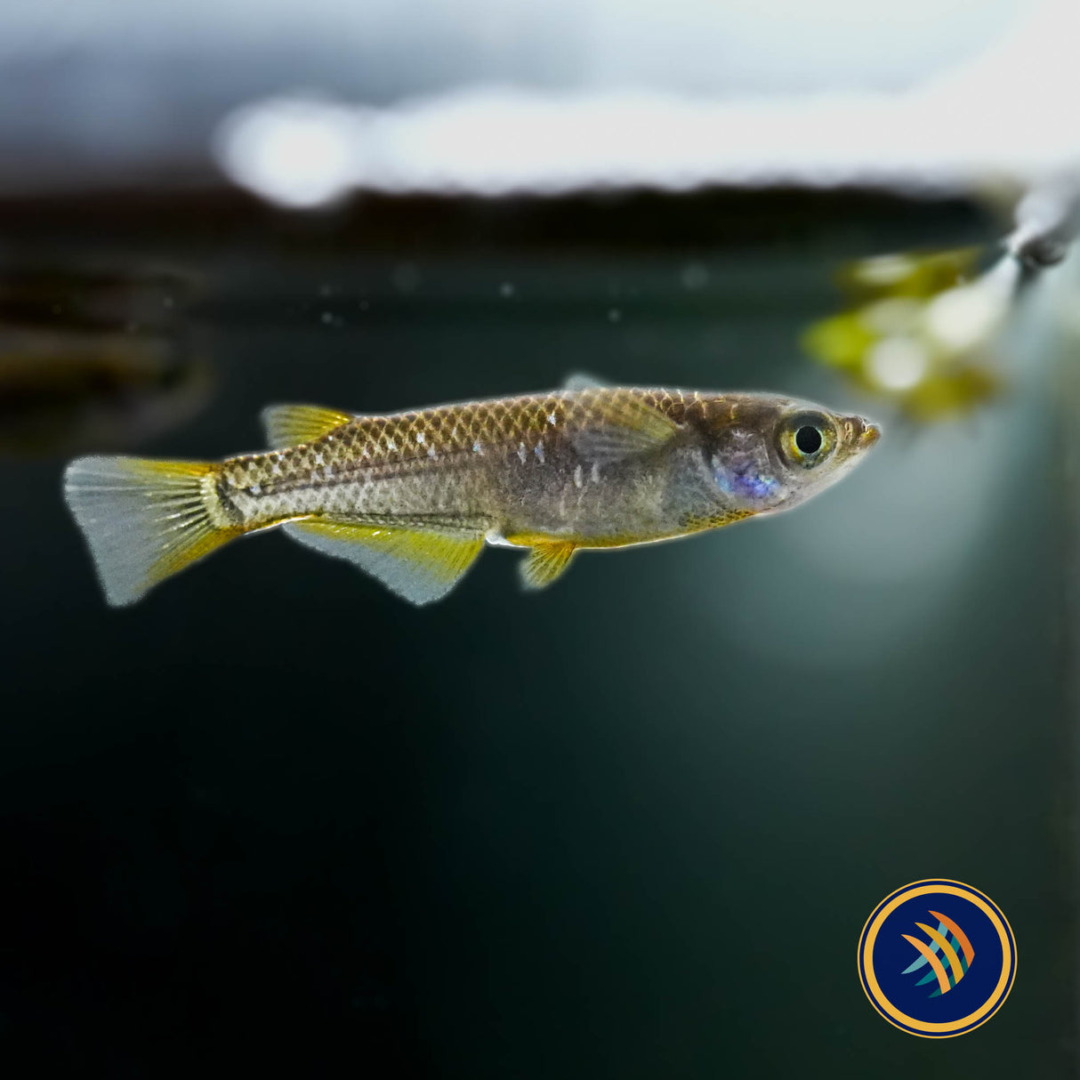 Black Golden Medaka Rice Fish (Oryzias latipes)