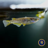 Black Golden Medaka Rice Fish (Oryzias latipes)