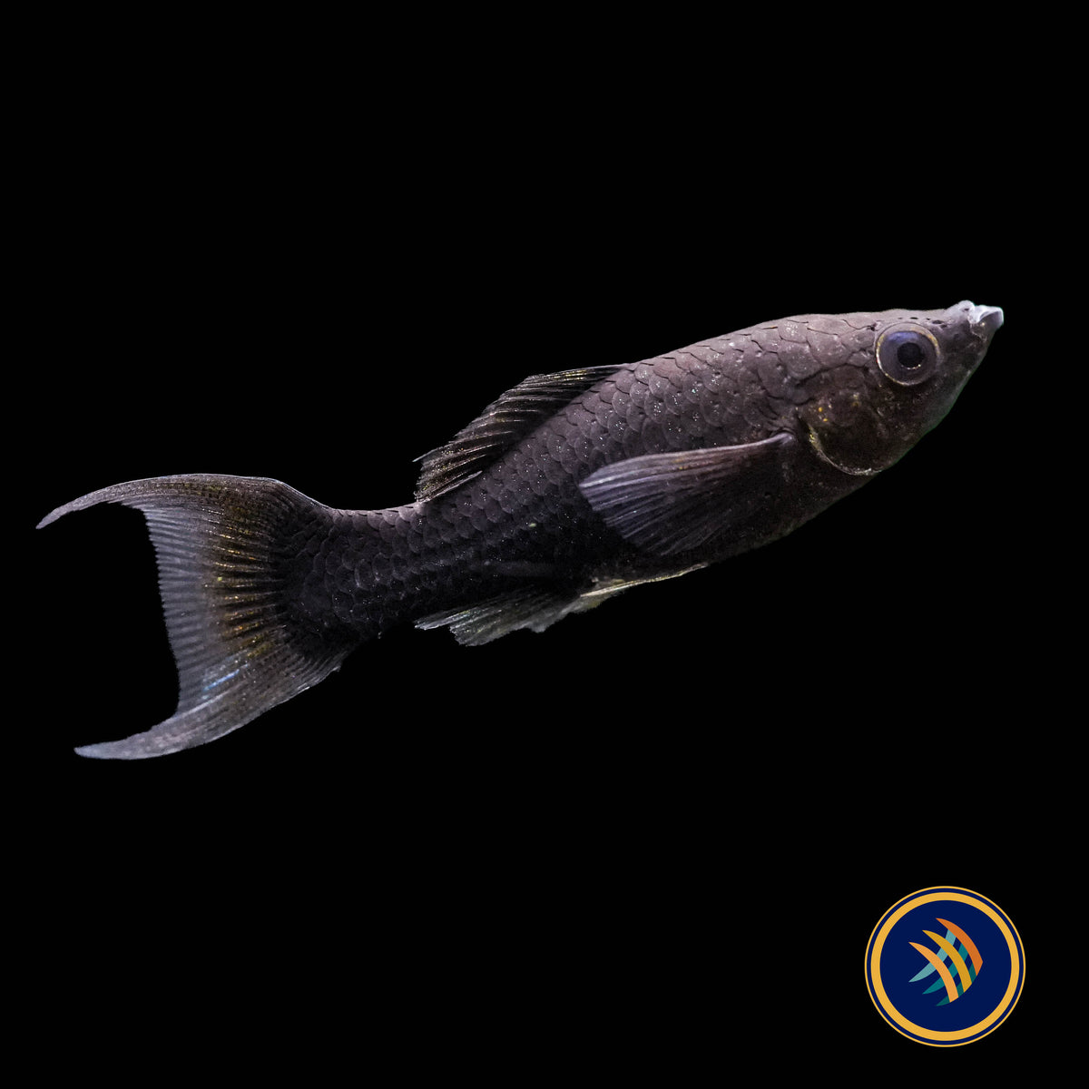 Black Lyretail Sailfin Molly (Poecilia sphenops)