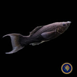 Black Lyretail Sailfin Molly (Poecilia sphenops)