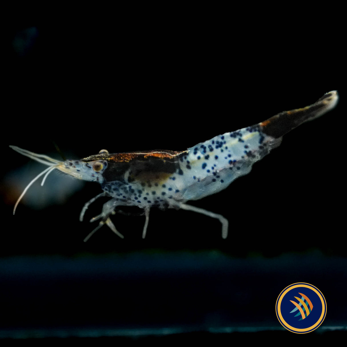Black Rili Shrimp (Neocaridina davidi) | Snails Shrimp Crayfish Crabs | Largest Tropical Fish Selection at Your Local Fish Store