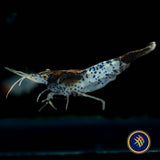 Black Rili Shrimp (Neocaridina davidi) | Snails Shrimp Crayfish Crabs | Largest Tropical Fish Selection at Your Local Fish Store