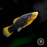 Black Variatus Platy (Xiphophorus variatus) 4cm | Livebearers | Largest Tropical Fish Selection at Your Local Fish Store