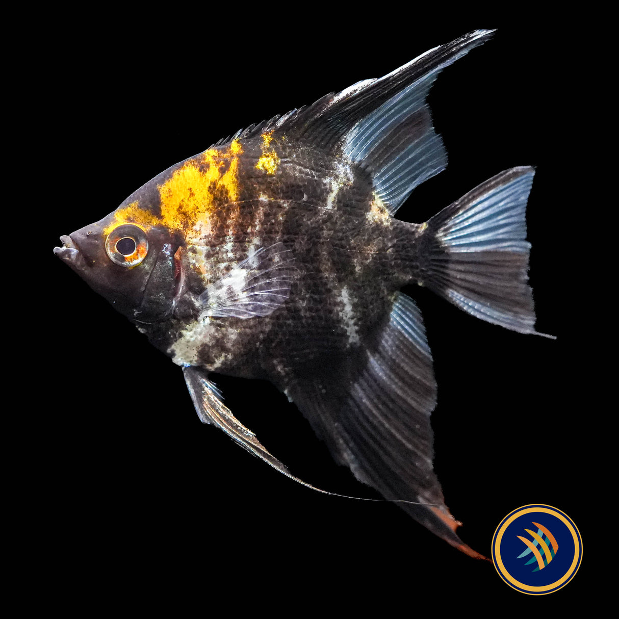Black/White Marble Angelfish (Pterophyllum scalare) 