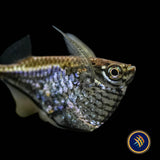 Blackwing Hatchetfish (Carnegiella schereri) Large - Aquarium Glaser