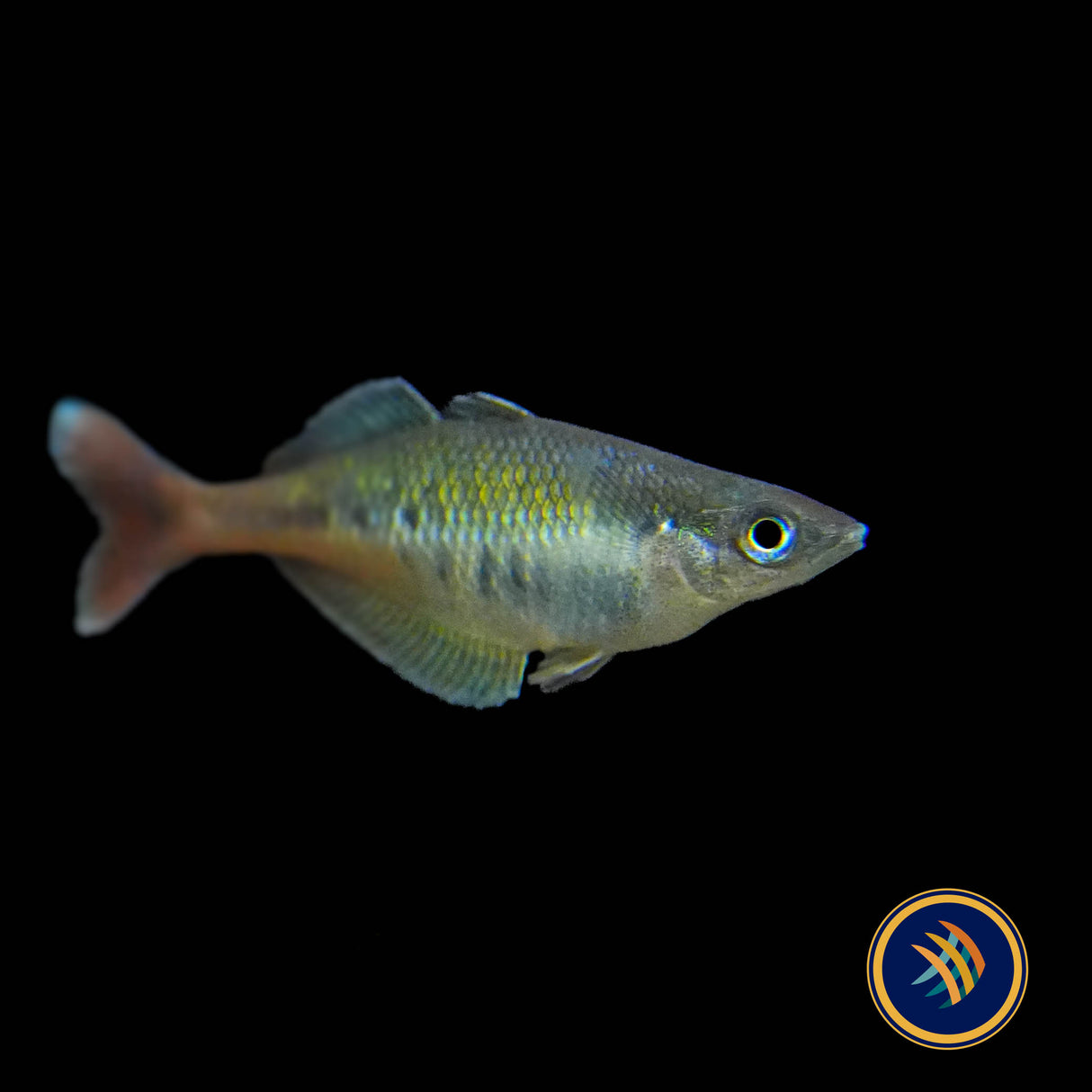 Bleher’s Rainbowfish  (Chilatherina bleheri) 5-7cm Aquarium Glaser