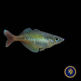 Bleher’s Rainbowfish  (Chilatherina bleheri) 5-7cm Aquarium Glaser