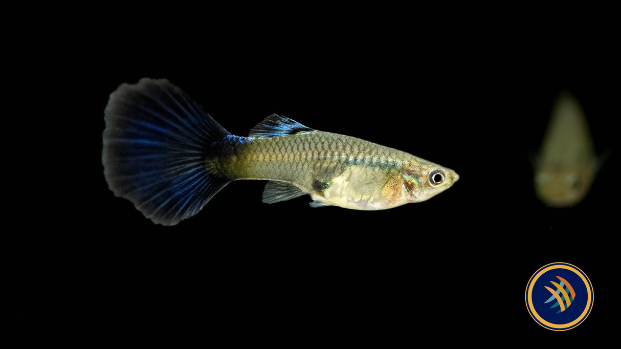 Fancy Guppy Pair Blue Diamond Livebearers Fancy Guppy Pair Blue Diamond