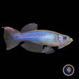 Blue‑green Lampeye Killifish (Procatopus aberrans)  