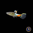 Blue Snake Campoma no. 31 Endler 
