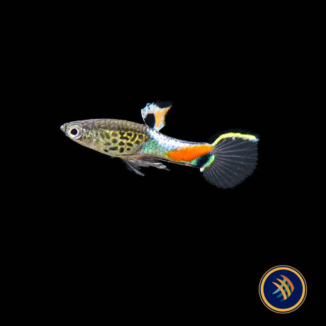Blue Snake Campoma no. 31 Endler 