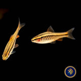 Cherry Barb | Goldfish Barbs & Minnows | Largest Tropical Fish Selection at Your Local Fish Store