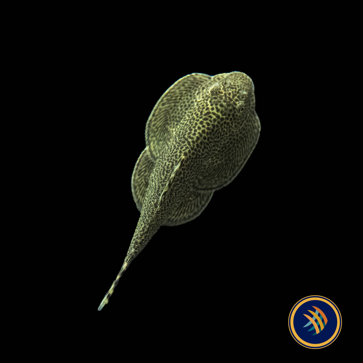 Chinese Hillstream Loach / Butterfly Loach,(Beaufortia kweichowensis) Aquarium Glaser  Large /XL | Other Livestock | Largest Tropical Fish Selection at Your Local Fish Store