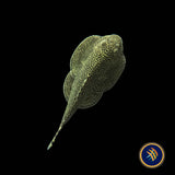 Chinese Hillstream Loach / Butterfly Loach,(Beaufortia kweichowensis) Aquarium Glaser  Large /XL | Other Livestock | Largest Tropical Fish Selection at Your Local Fish Store