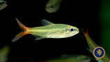 Copei Tetra (Moenkhausia copei) Tetras Rasboras & Pencilfish Copei Tetra (Moenkhausia copei)