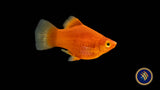 Coral Red Platy (Xiphophorus maculatus) Large Aquarium Glaser Livebearers 