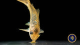 Corydoras Pantanalensis C005 4cm+ | Catfish Loaches & Plecos | Largest Tropical Fish Selection at Your Local Fish Store