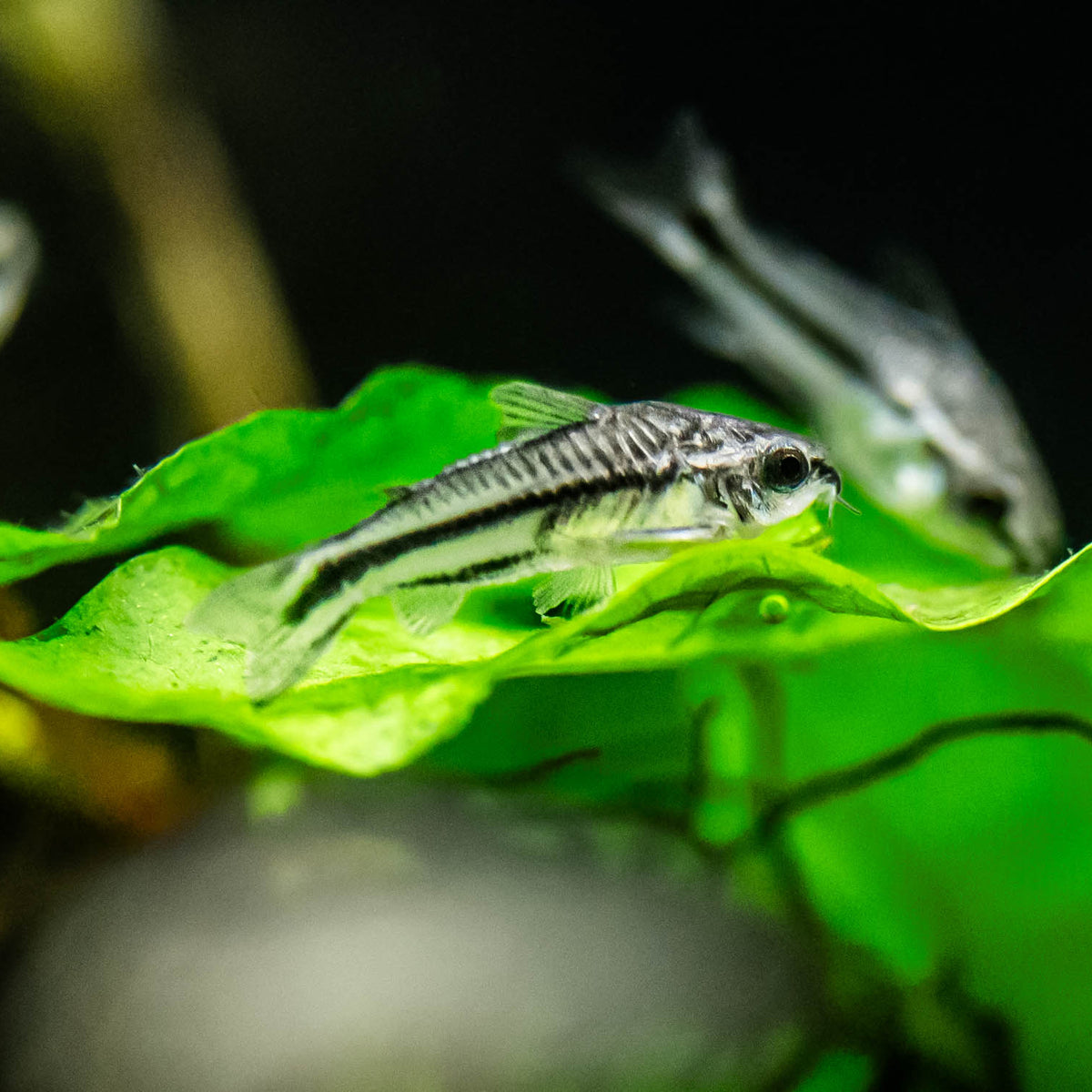Pygys Fish Pygmy Corydoras (Corydoras pygmaeus) – Your Local Fish Store